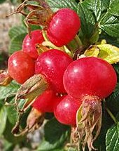 Шиповник: ягода для зрения и иммунитета